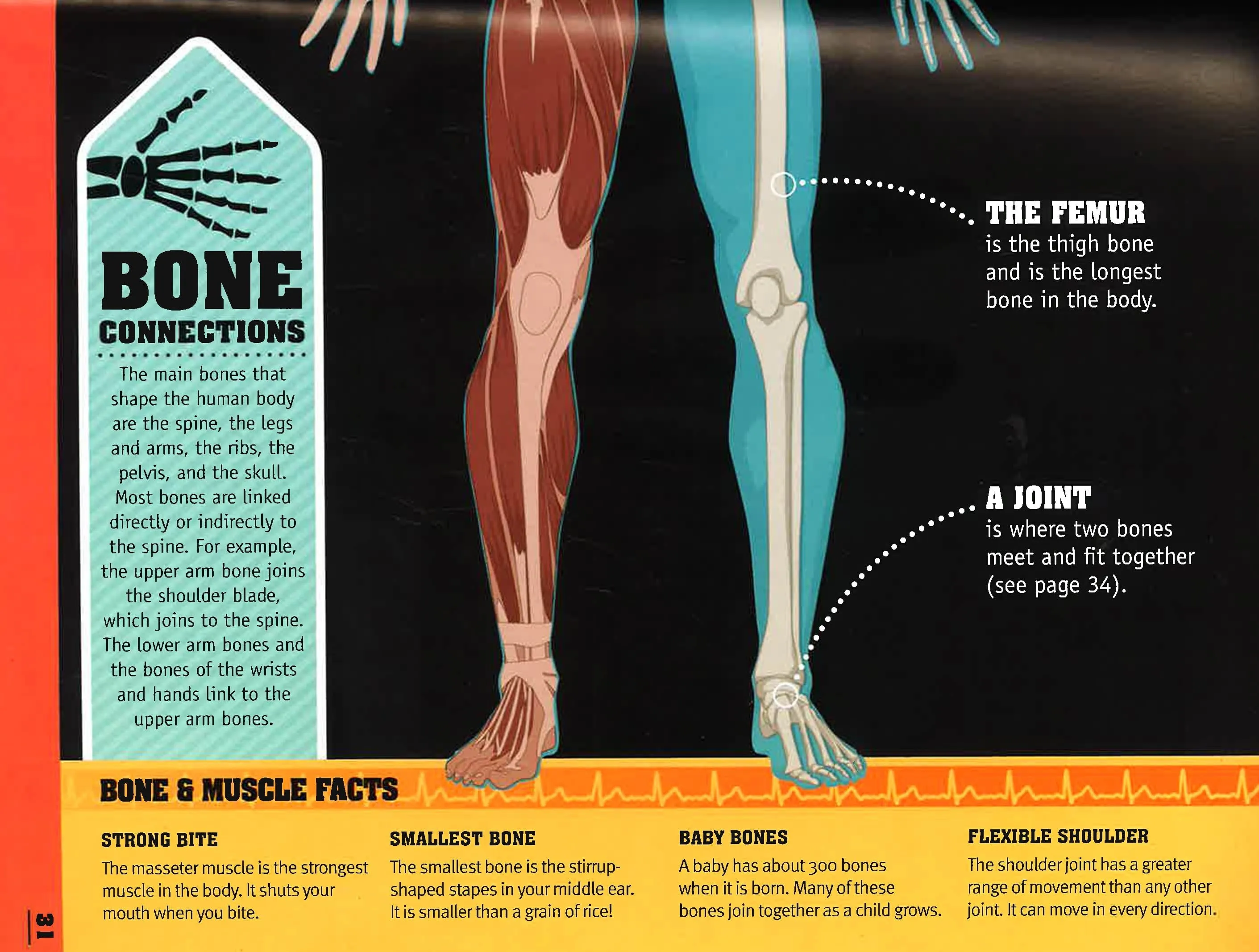 50 Things You Should Know About The Human Body